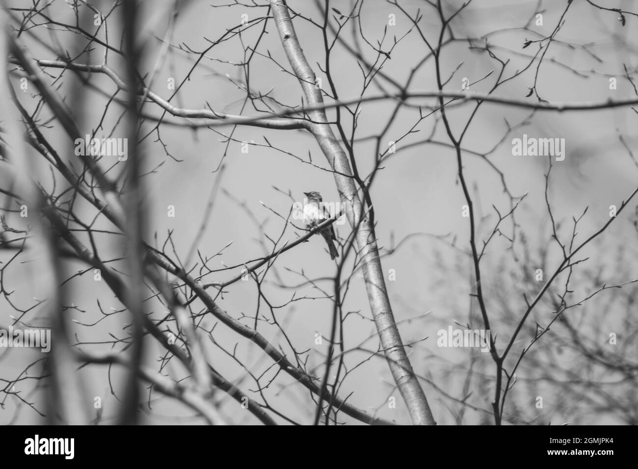Vogel im Baum, Wildtiere im Wald, schwarz-weiß, winziges Leben Stockfoto