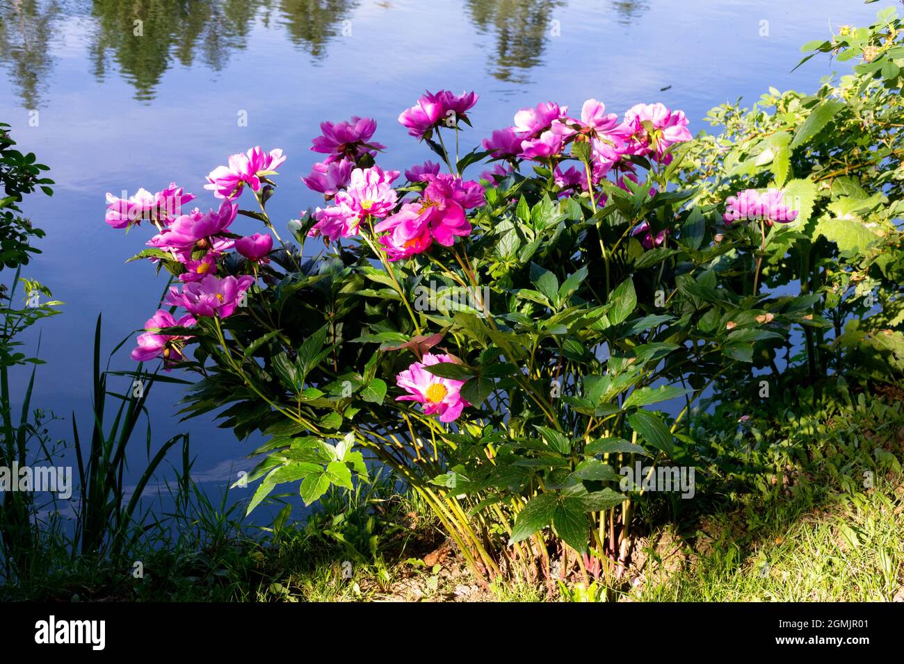 Hübscher Gartenteich Paeonie lactiflora Rosa Pfingstrose blüht im Garten Stockfoto
