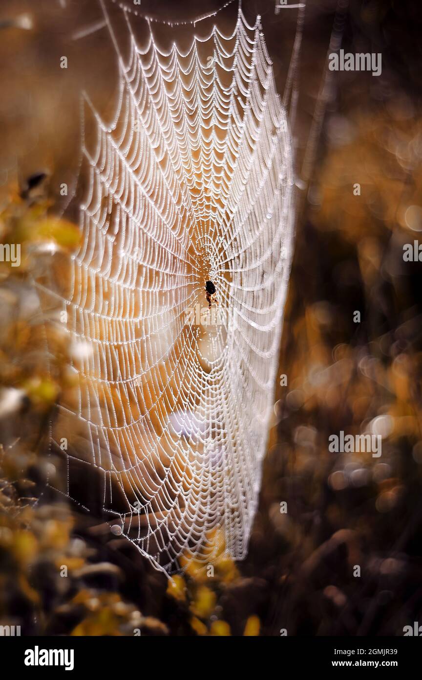 Spinnennetz an einem Herbstmorgen Stockfoto
