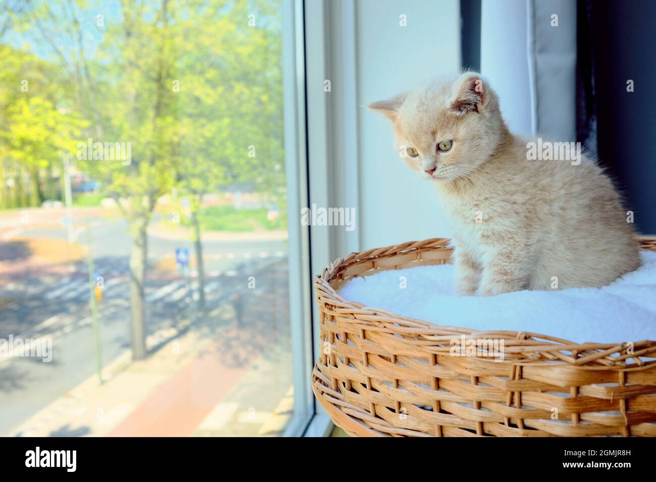 Kleine britische Kurzhaarkätzchen, die auf ein sonniges Fenster blicken Stockfoto