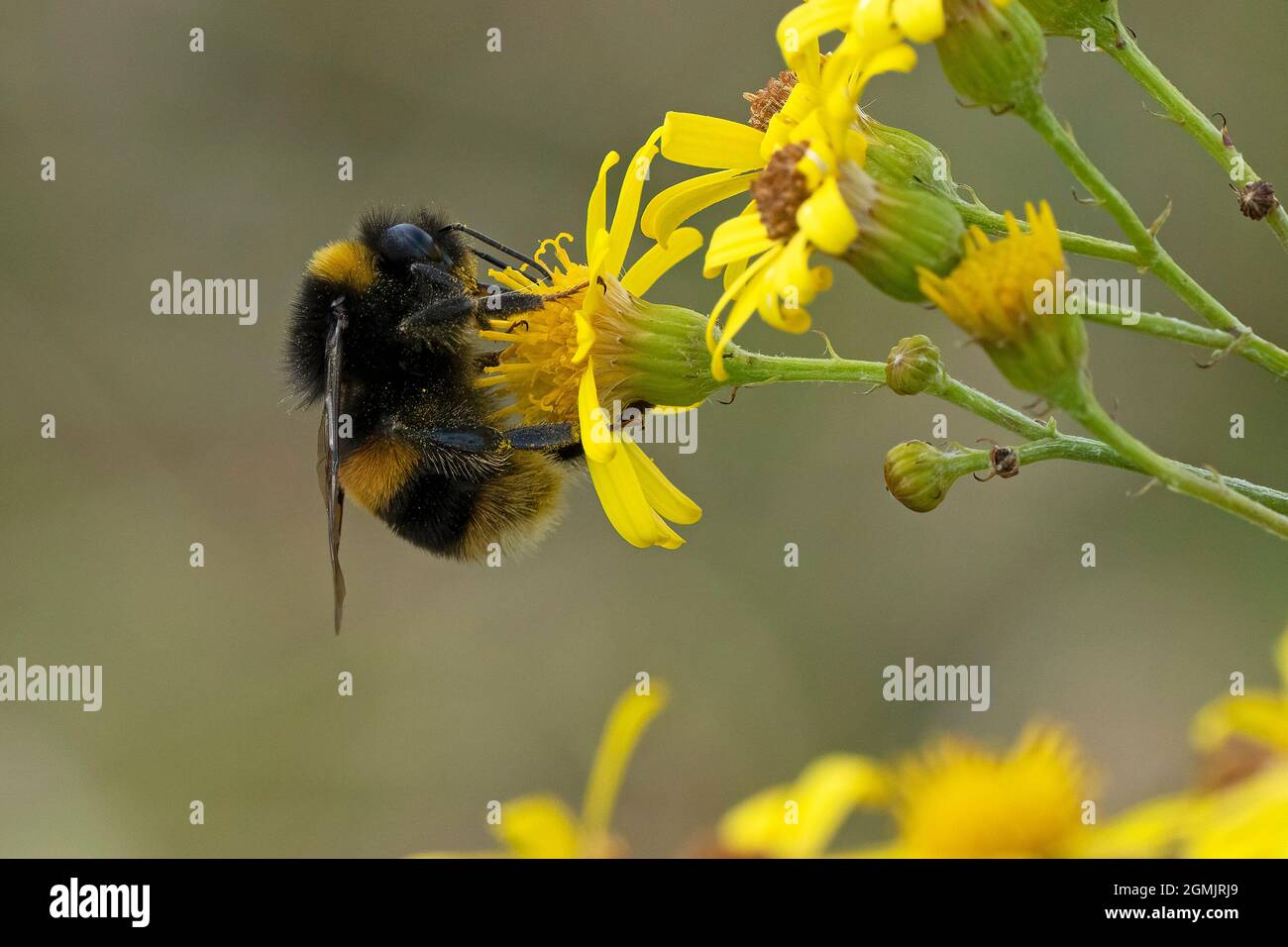 Bufftailed Hummel- Bombus terrestris bestäubt auf schmal-blättrigen Ragwurz - Senecio inaequidens. Stockfoto