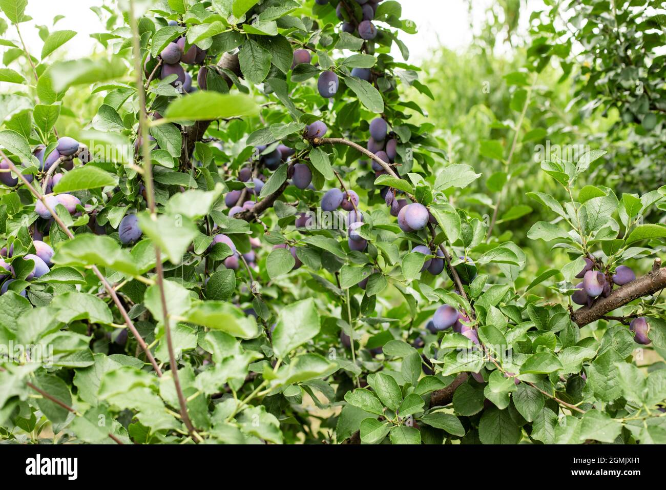 Frische reife blaue Pflaumen auf dem Zweig in Obstgarten, lokale Landwirtschaft Stockfoto