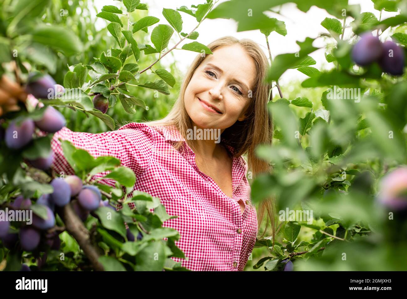 Schöne junge Frau pflücken reife organische Pflaumen Stockfoto