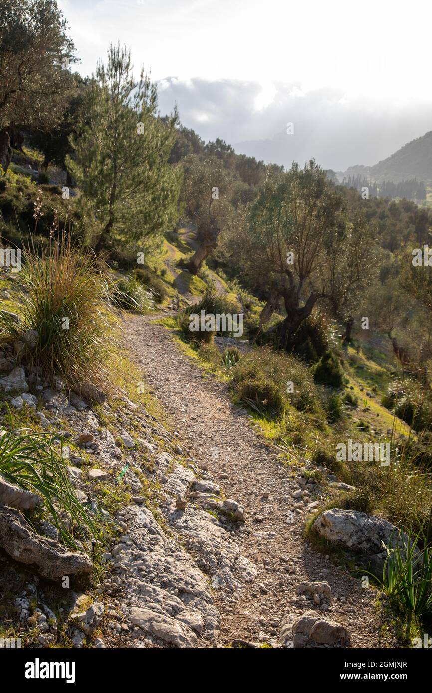 Wanderweg rund um Alaro und Orient mit Olivenbäumen Stockfoto