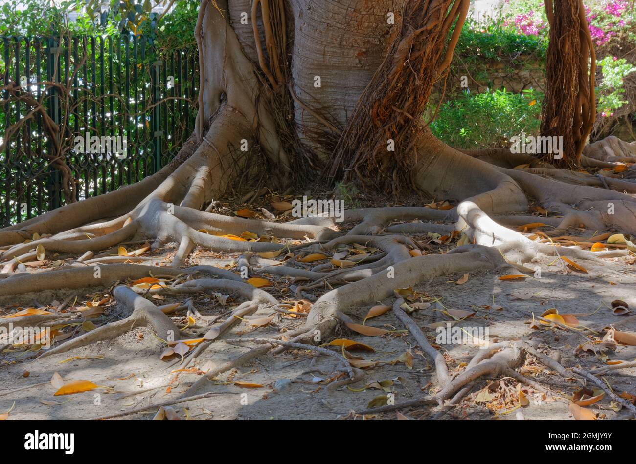 Verschlungsene Struktur der Wurzeln eines Ficus-Baumes im Bonaria-Park in Cagliari, Italien Stockfoto