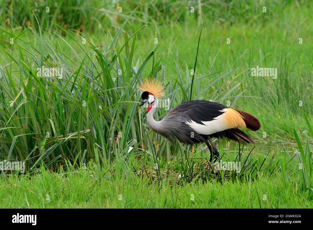 Schwarzhals-Kronenkranich im Nest mit Ei, schwarz gekrönter Kranich im Nest, Balearica pavonina, Ngorongoro Crater, Ngorongoro-Krater, Tansania, Tansania Stockfoto