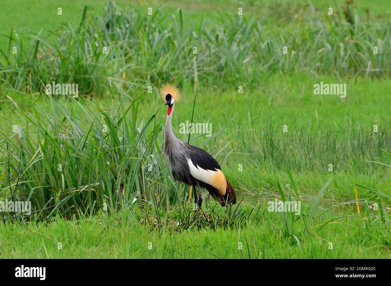Schwarzhals-Kronenkranich im Nest mit Ei, schwarz gekrönter Kranich im Nest, Balearica pavonina, Ngorongoro Crater, Ngorongoro-Krater, Tansania, Tansania Stockfoto