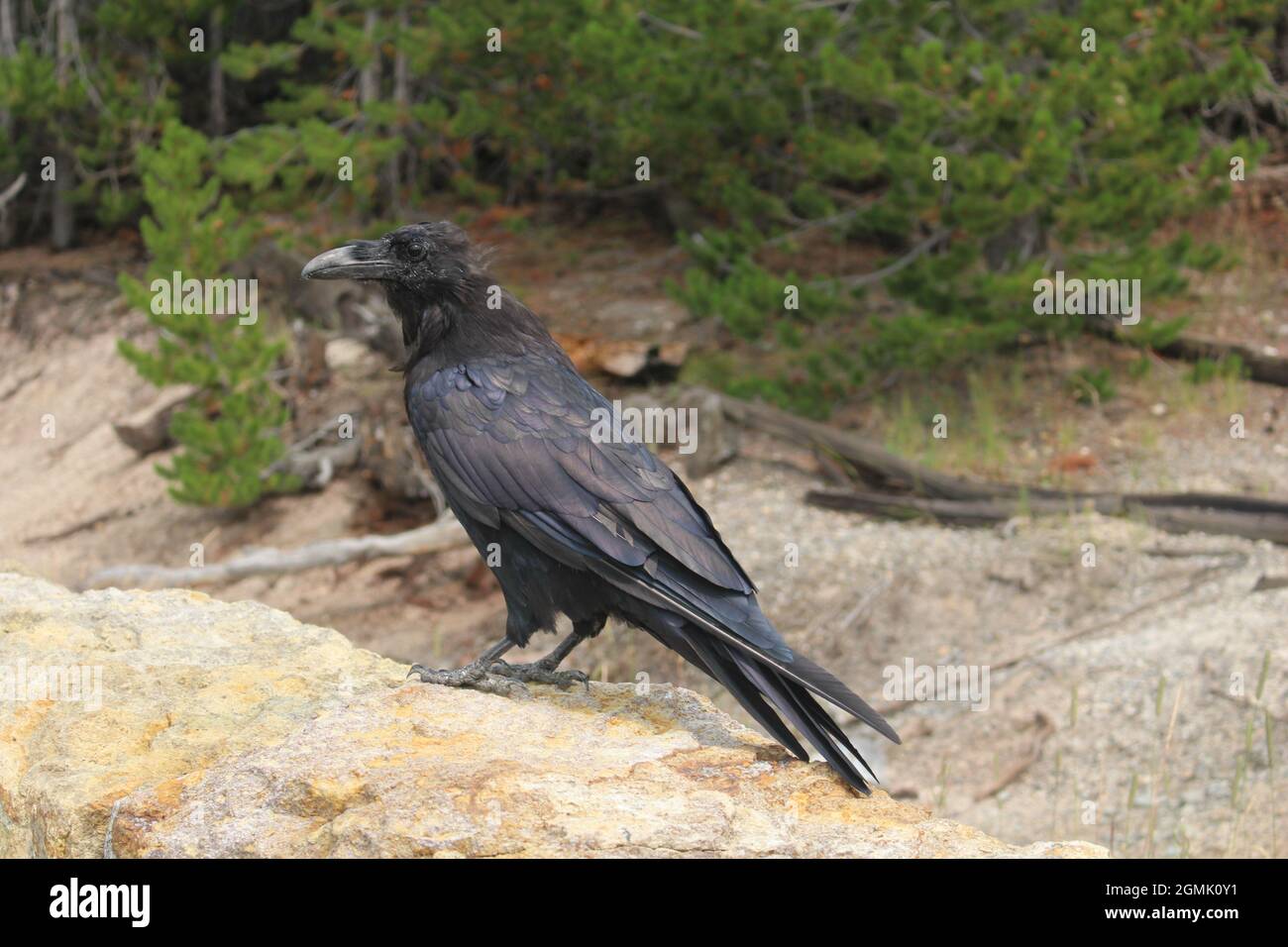 Raven thronte auf einer Steinmauer Stockfoto