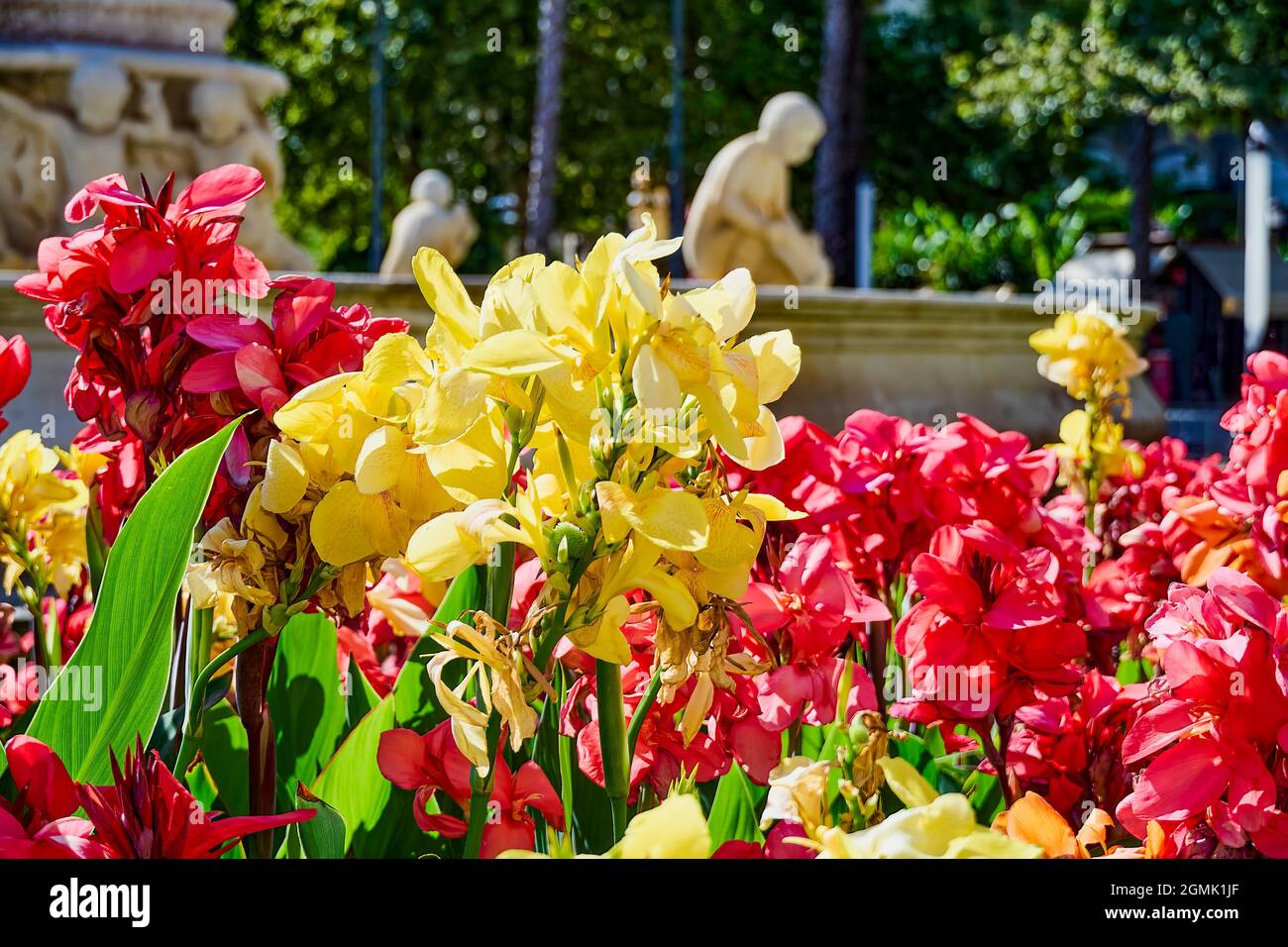 Canna indica, auch bekannt als Achira, Caña de la Indias, Drachenzunge, Caña coro, Platanillo de Cuba, Chupa Flor, Platanilla, Eliotro, Perico, Capach Stockfoto