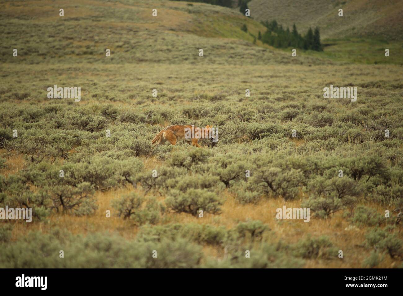 Coyote geht durch den niedrigen Salbeipinsel Stockfoto