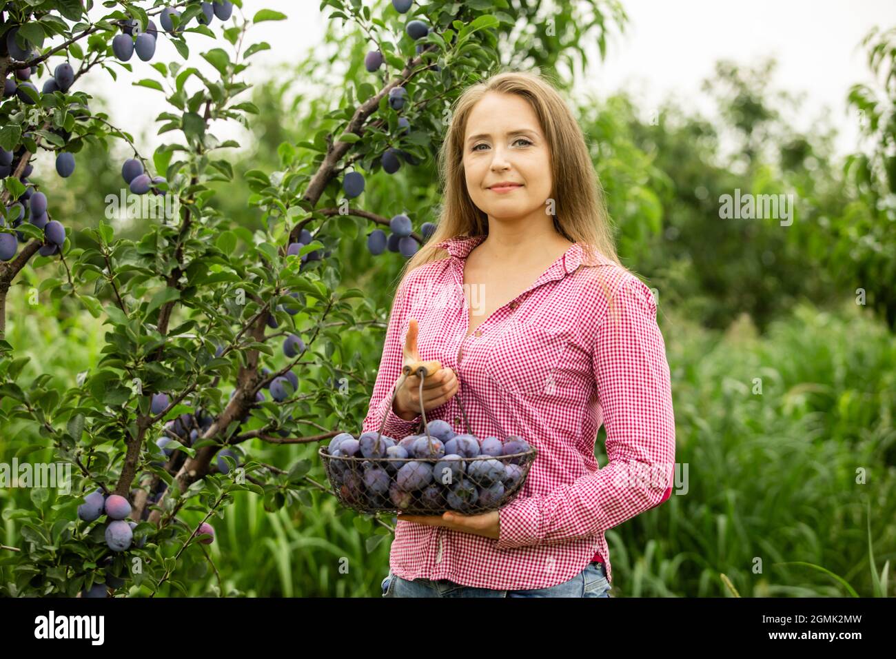 Lächelnde Frau mit Aprikosenkorb im Garten Stockfoto