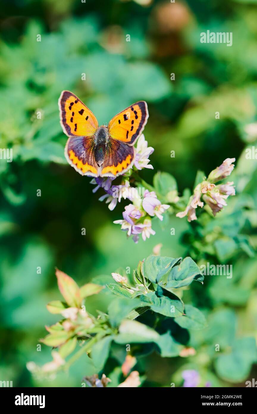 Gewöhnlicher Kupferschmetterling auf einer Blume im Sonnenschein Stockfoto