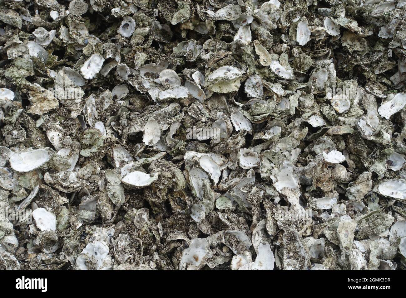 Eine abstrakte Darstellung von Austernschalen Stockfoto