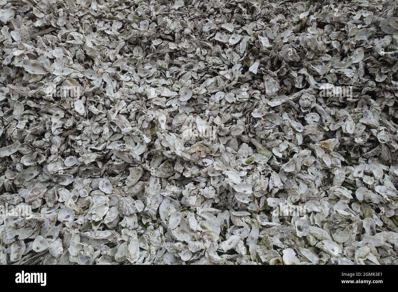 Eine abstrakte Darstellung von Austernschalen Stockfoto