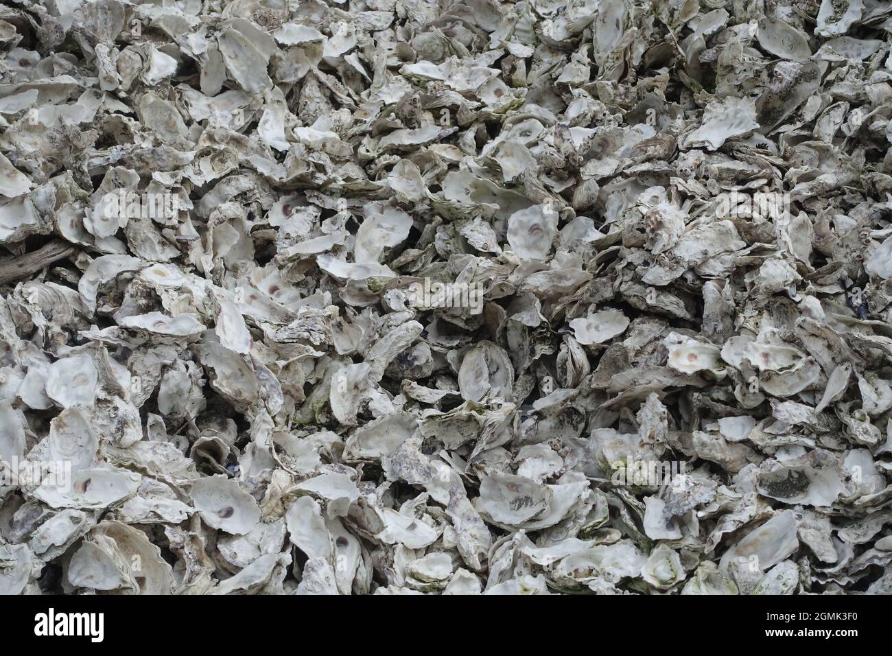 Eine abstrakte Darstellung von Austernschalen Stockfoto