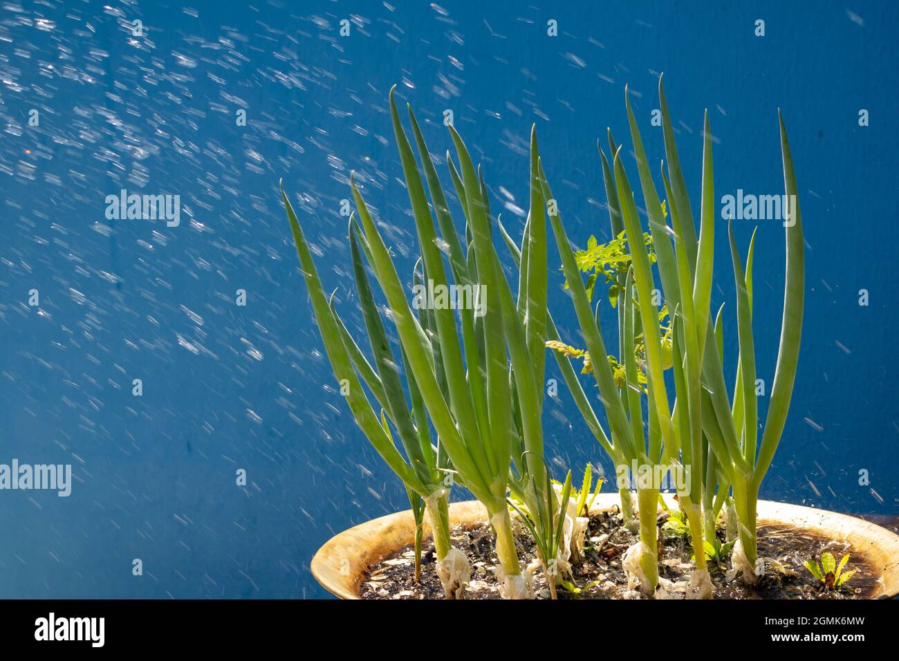 Einige Frühlingszwiebeln wurden in einem Topf gepflanzt und wachsen, wobei Wasser bestreut wurde. Frühlingszwiebeln zu Hause anbauen. Stockfoto