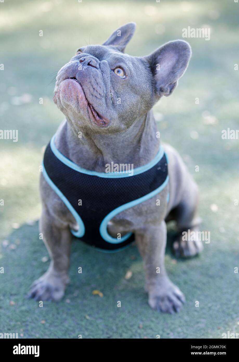 Blue French Bulldog Männlich Puppy sitzend und aufblickend. Hundepark an der Leine in Nordkalifornien. Stockfoto