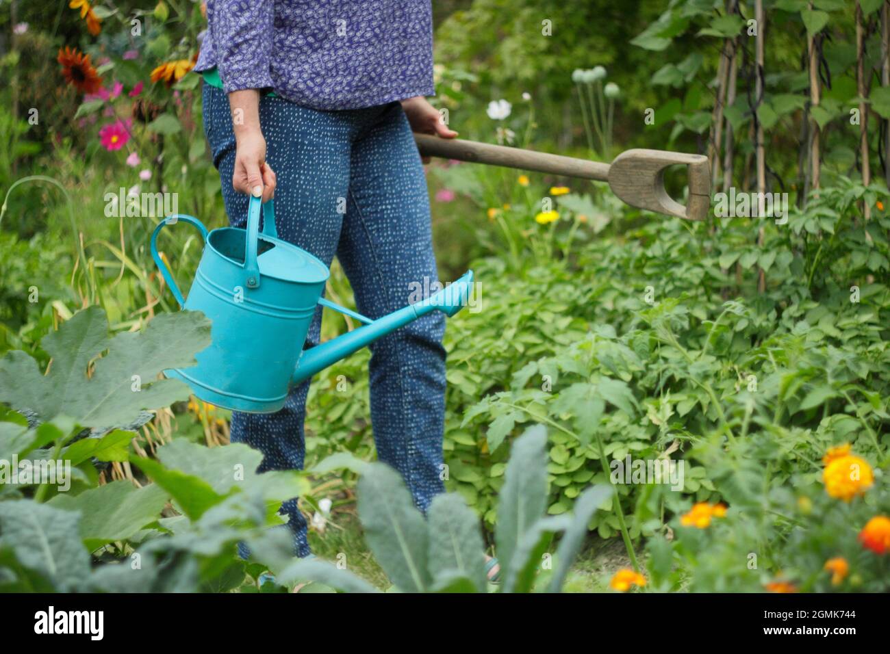 Frau im Garten. Gärtnerin, die in ihrem Gemüsegarten Aufgaben übernimmt. VEREINIGTES KÖNIGREICH Stockfoto