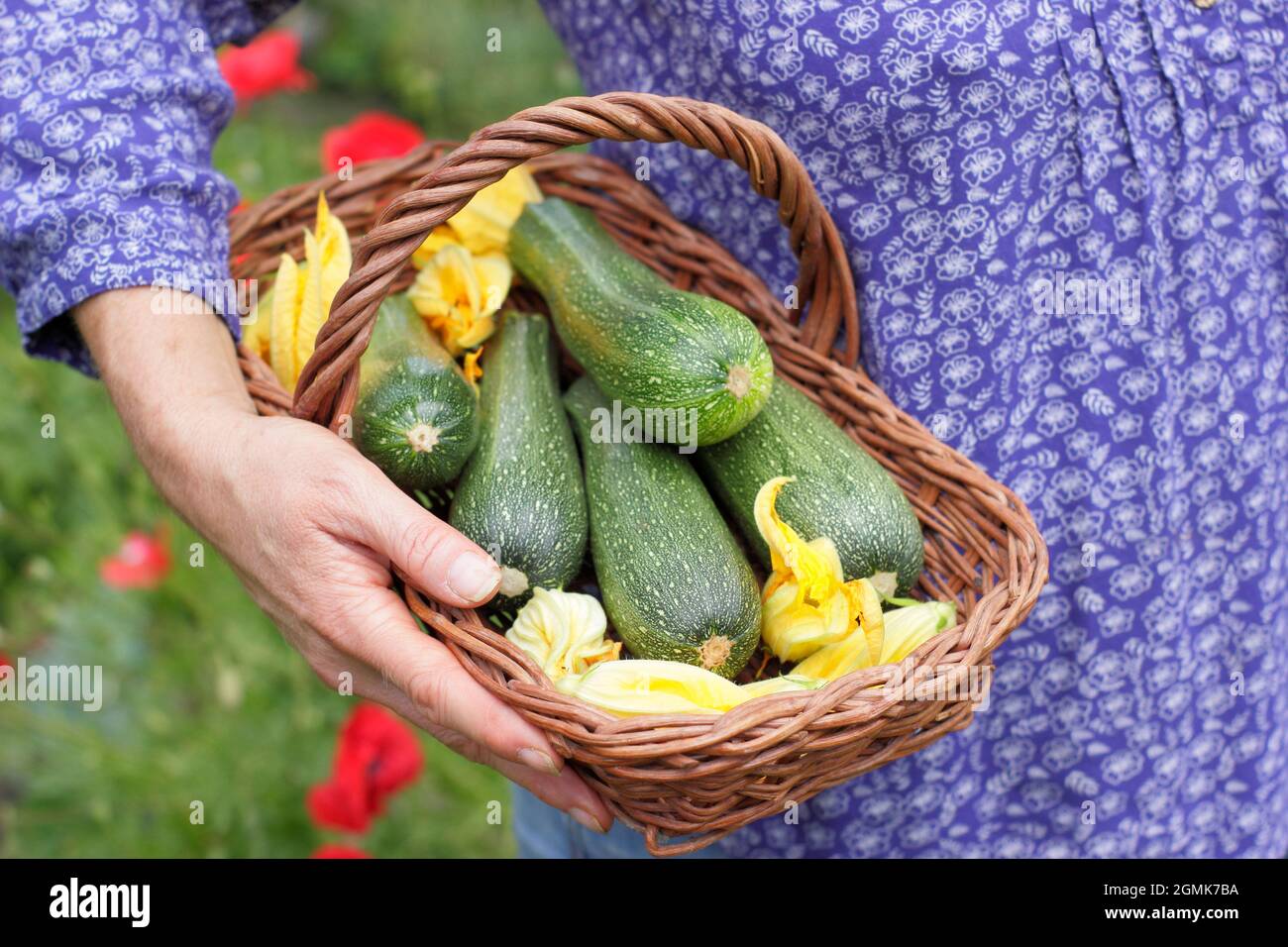 Frau mit Zucchini. Gärtnerin mit frisch gepflückten hausgemachten Zucchini 'Defender' und Zucchini-Blumen in einem Trug in ihrem Küchengarten. VEREINIGTES KÖNIGREICH Stockfoto