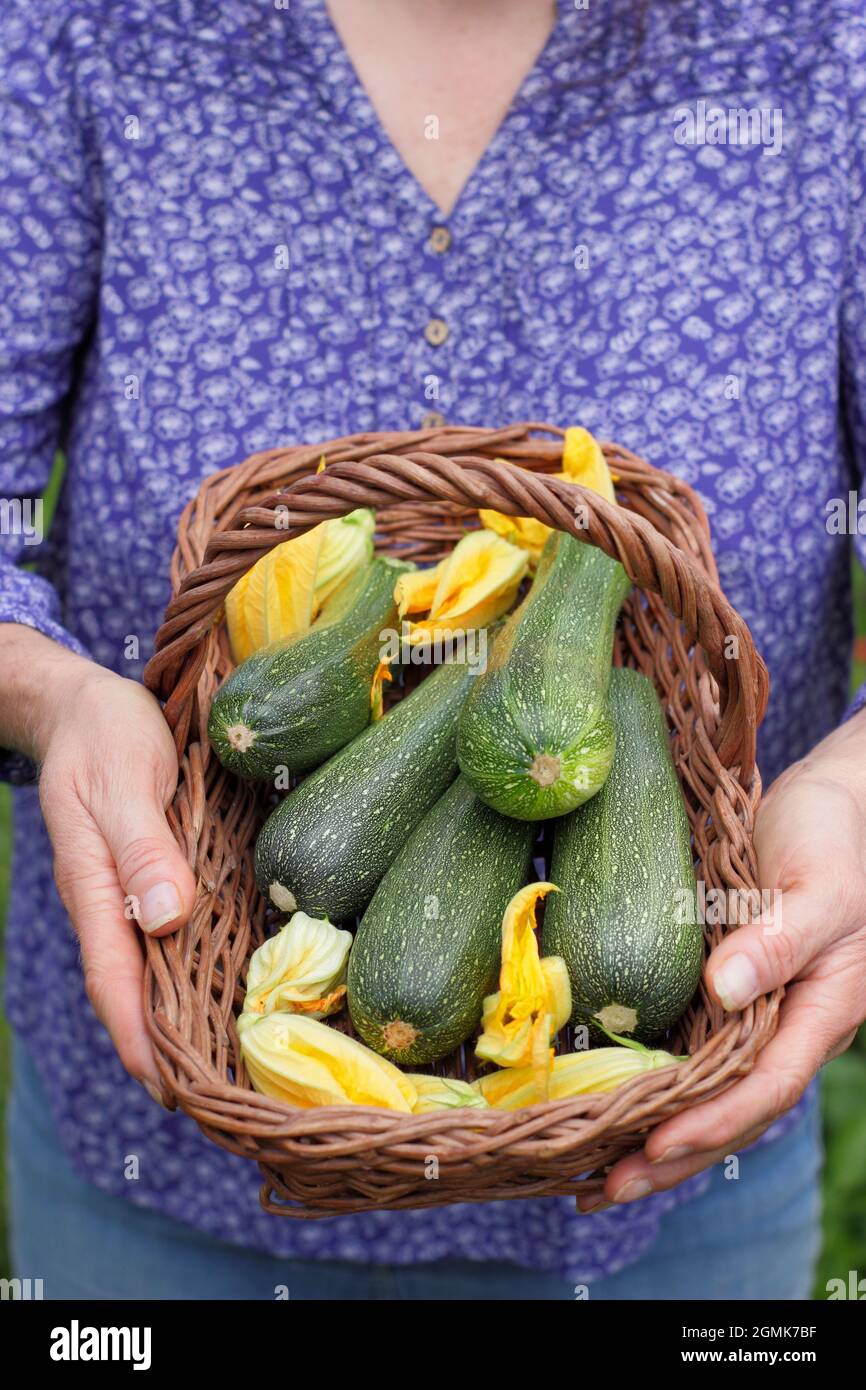 Frau mit Zucchini. Gärtnerin mit frisch gepflückten hausgemachten Zucchini 'Defender' und Zucchini-Blumen in einem Trug in ihrem Küchengarten. VEREINIGTES KÖNIGREICH Stockfoto