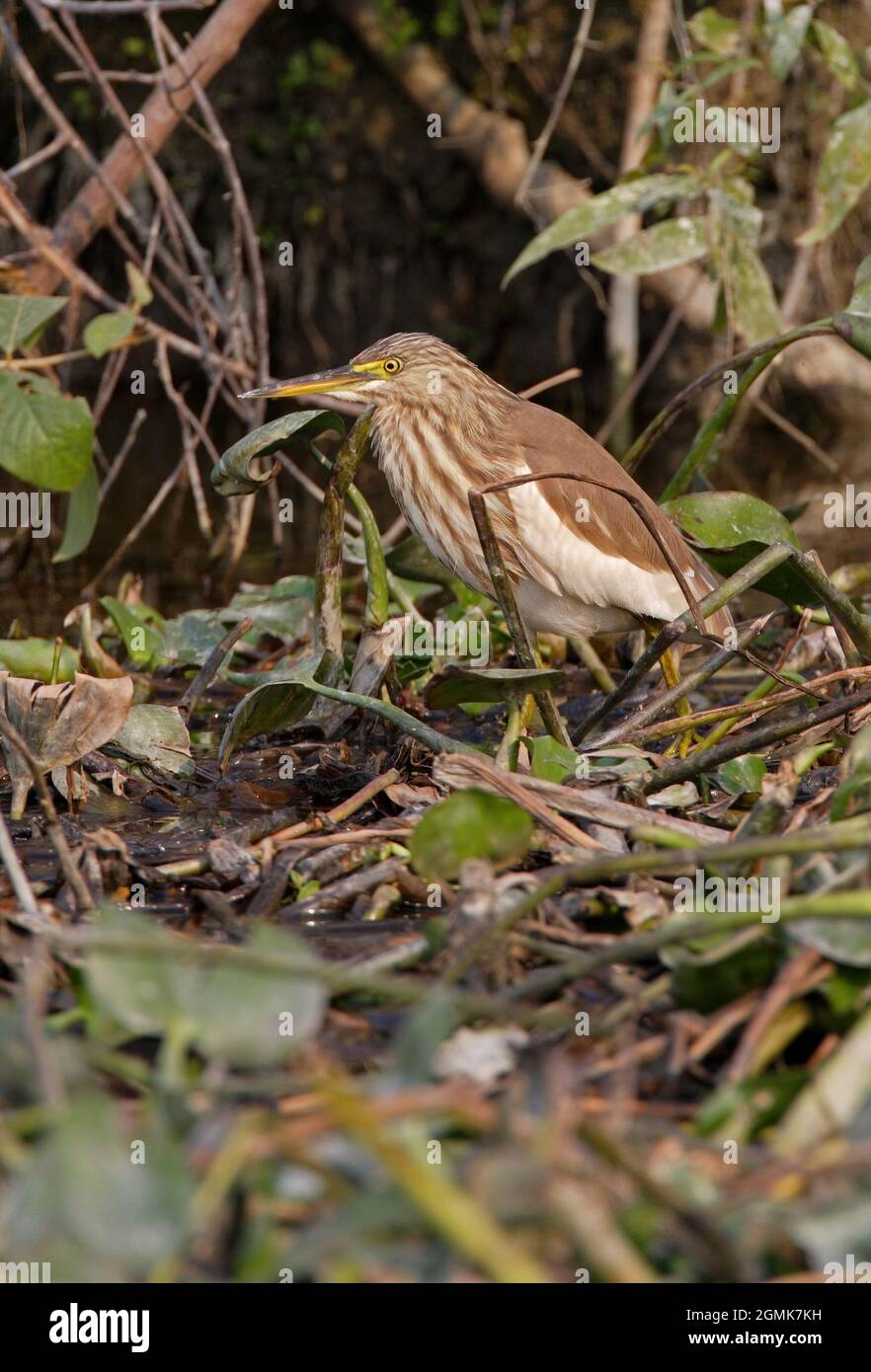 Indischer Pond-Reiher (Ardeola greyii), nicht-brüchiger Gefieder, der auf einer schwimmenden Vegetation herumläuft Koshi Tappu, Nepal Januar Stockfoto