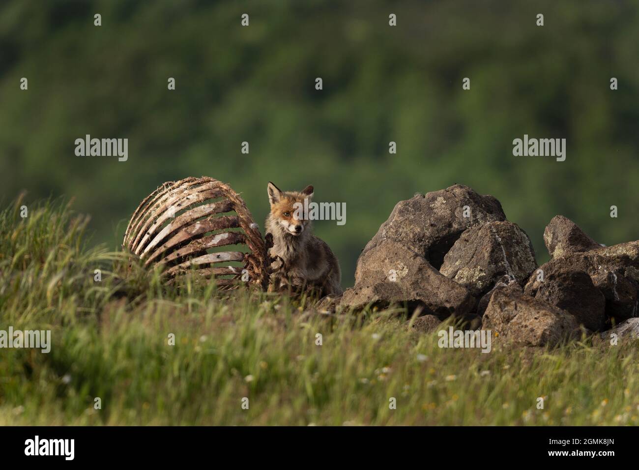 Rotfuchs in der Nähe des Schlachtkörperes. Fuchs in den Rhodopen. Bulgarien Frühling Wildtiere. Stockfoto