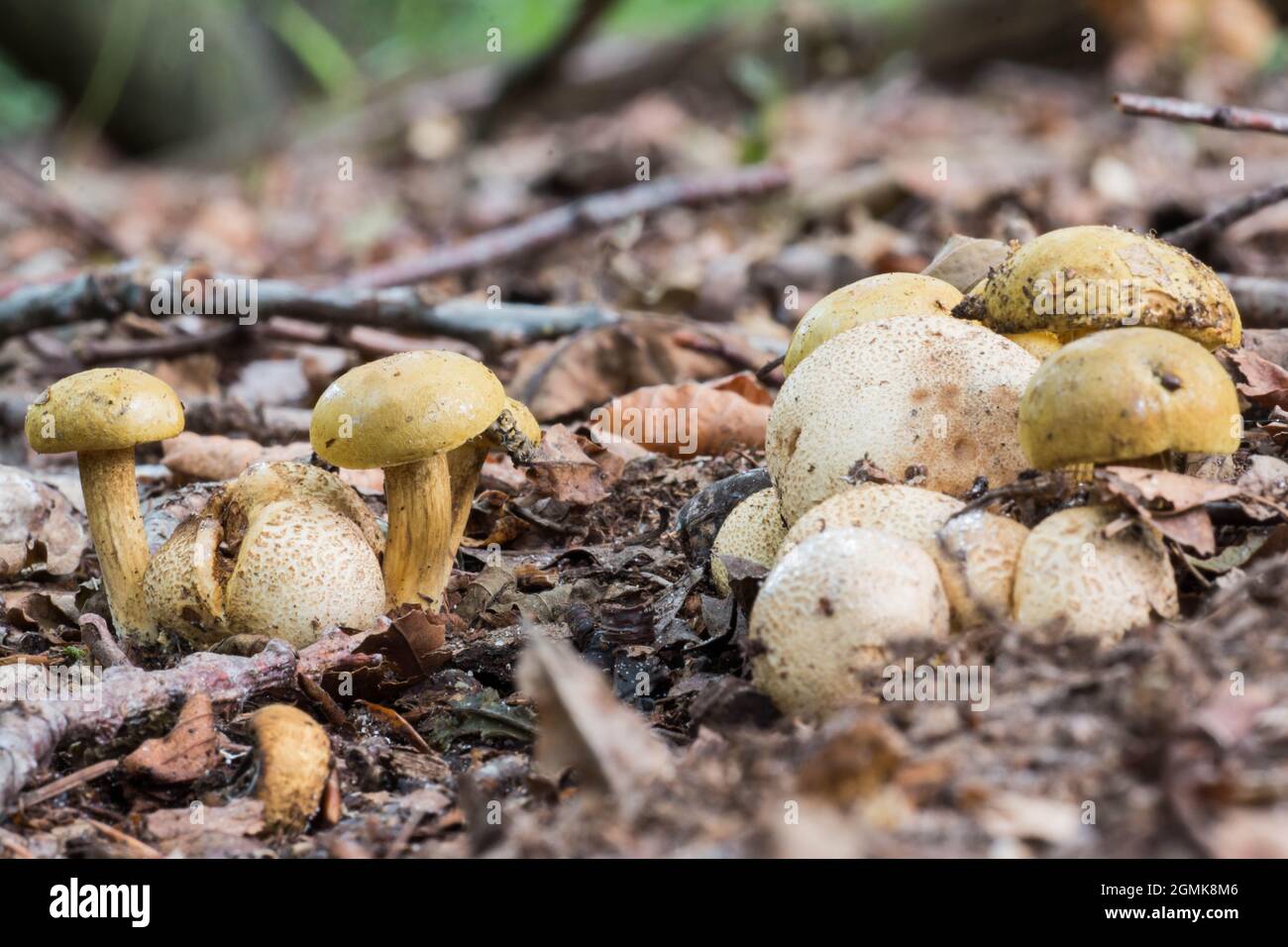 Erdbälle (Scleroderma spp), die durch einen Parasiten-Bolete (Pseudoboletus parasiticus) kontaminiert sind Stockfoto