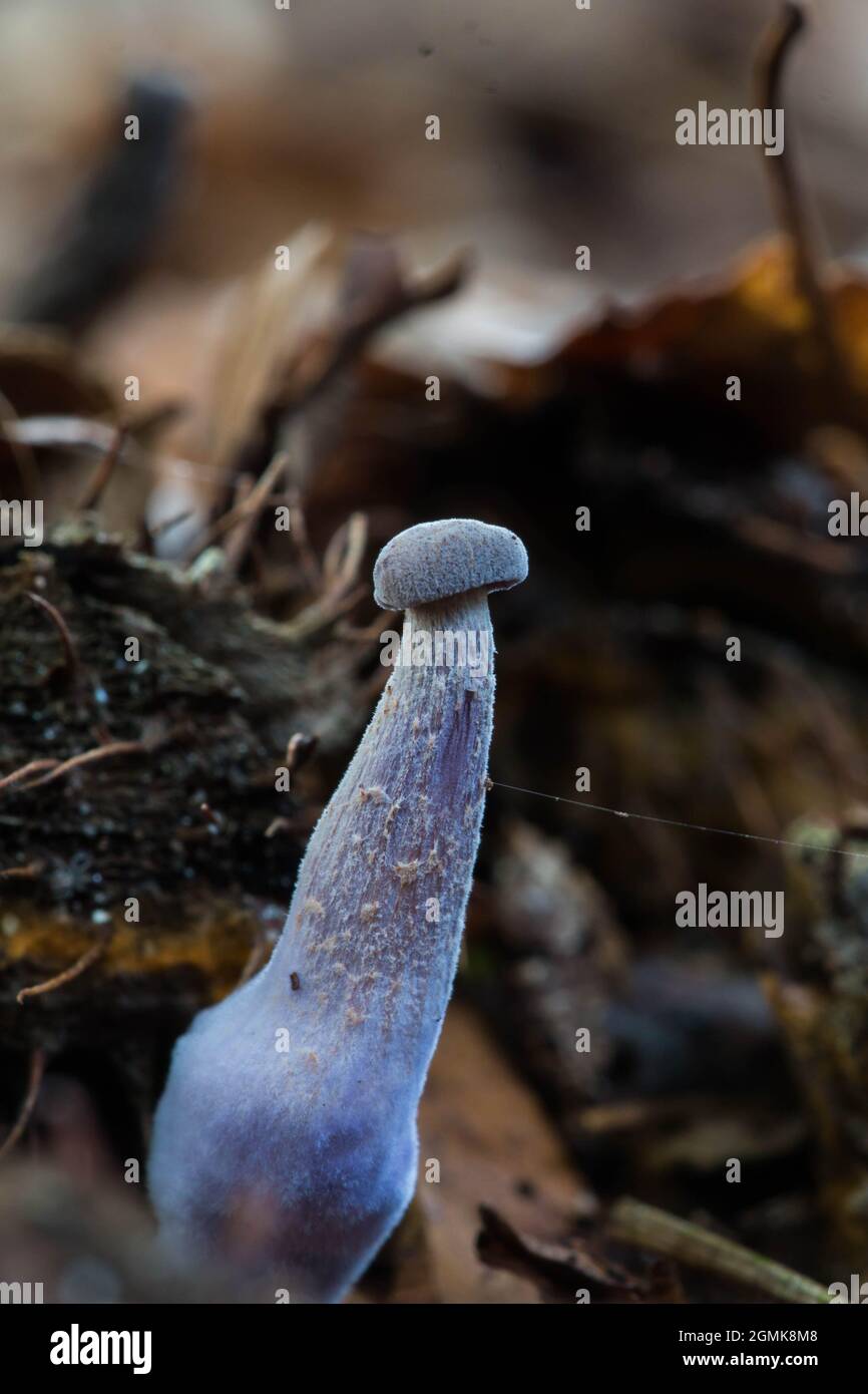 Junges Exemplar eines Amethyst-Täuschlings (Laccaria Amethystina), das in Waldstreu wächst Stockfoto