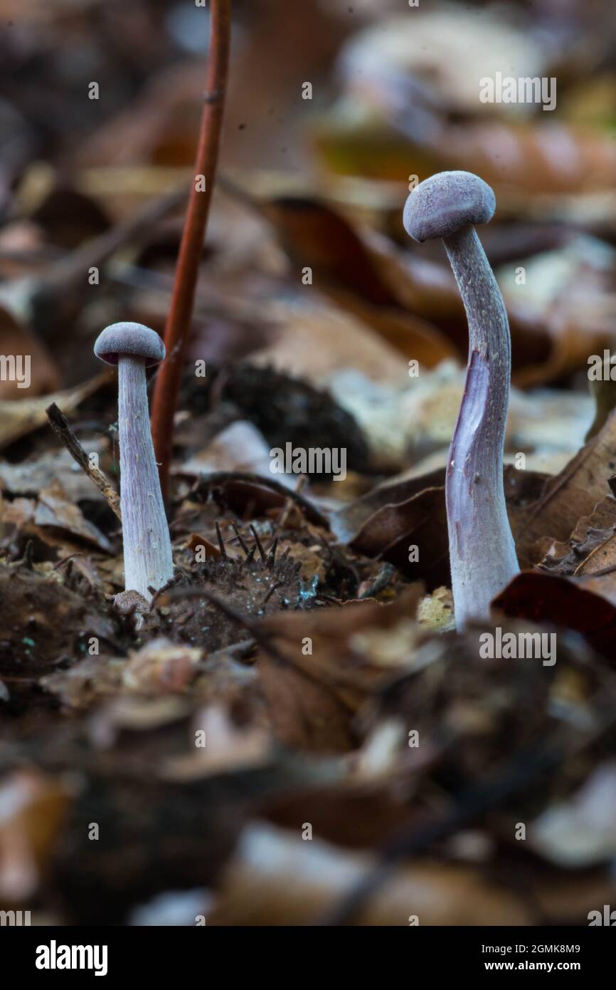 Zwei junge Exemplare von Amethyst-Täuschern (Laccaria Amethystina), die in Waldstreu wachsen Stockfoto