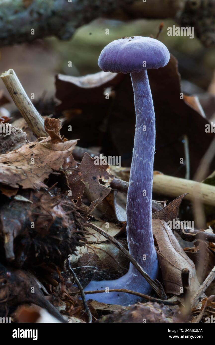 Junges Exemplar eines Amethyst-Täuschlings (Laccaria Amethystina), das in Waldstreu wächst Stockfoto
