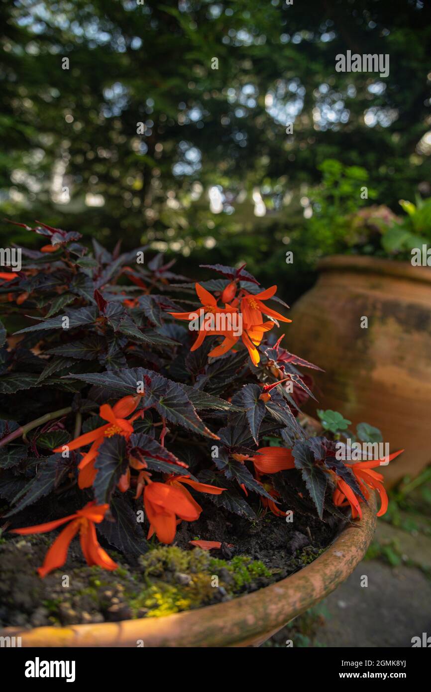 Begonia boliviensis Bossa Nova dekorative und dekorative Gartenpflanze in einem Topf mit orangen Blüten Stockfoto