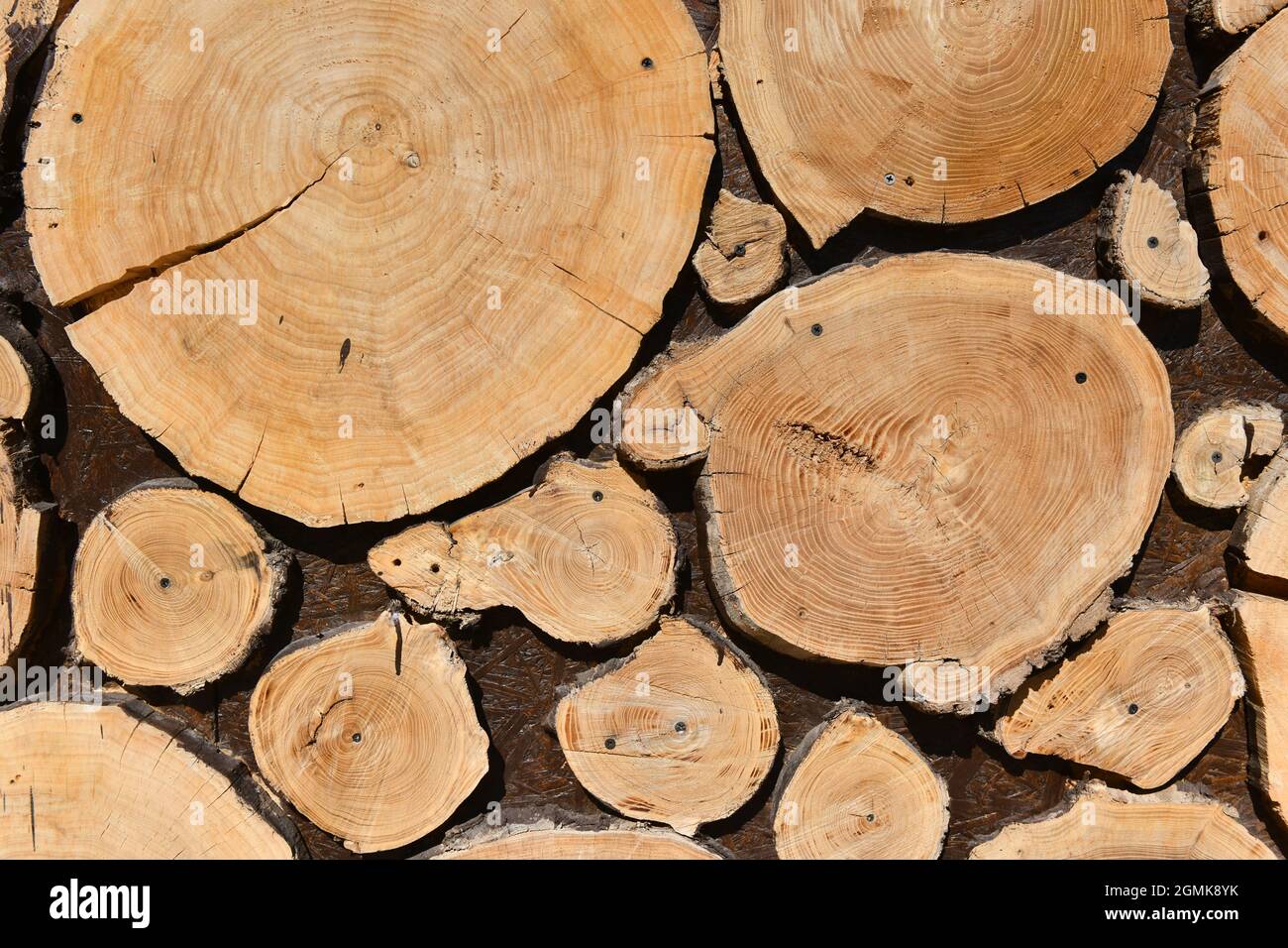 Wanddekoration mit Holzschnitten. Baumstamm aus natürlichem Holz, stumpf Stockfoto