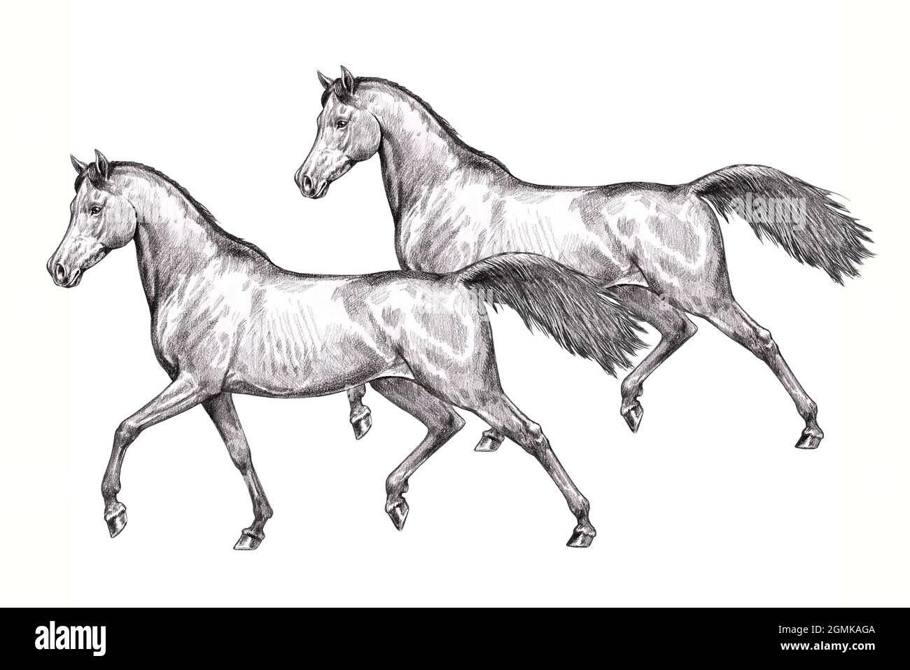 Wunderschöne arabische Pferde. Bleistiftportrait eines Pferdes. Pferdezeichnung. Stockfoto
