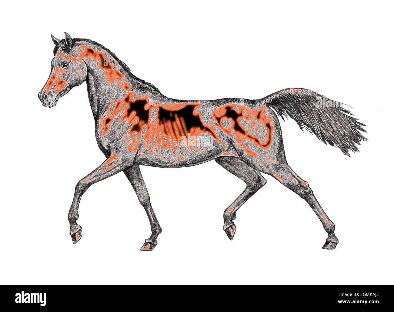 Pferde zeichnen für Tierärzte. Laufendes Pferd voller Energie. Pferdezeichnung. Stockfoto