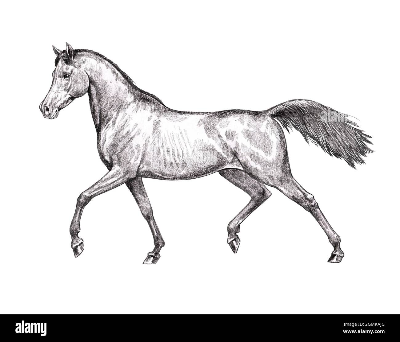 Schönes arabisches Pferd. Bleistiftportrait eines Pferdes. Pferdezeichnung. Stockfoto
