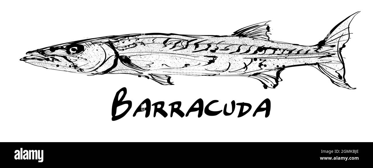 Zeichnung eines einzelnen Barrakuda-Fisches auf weißem Hintergrund - Vektordarstellung Stock Vektor