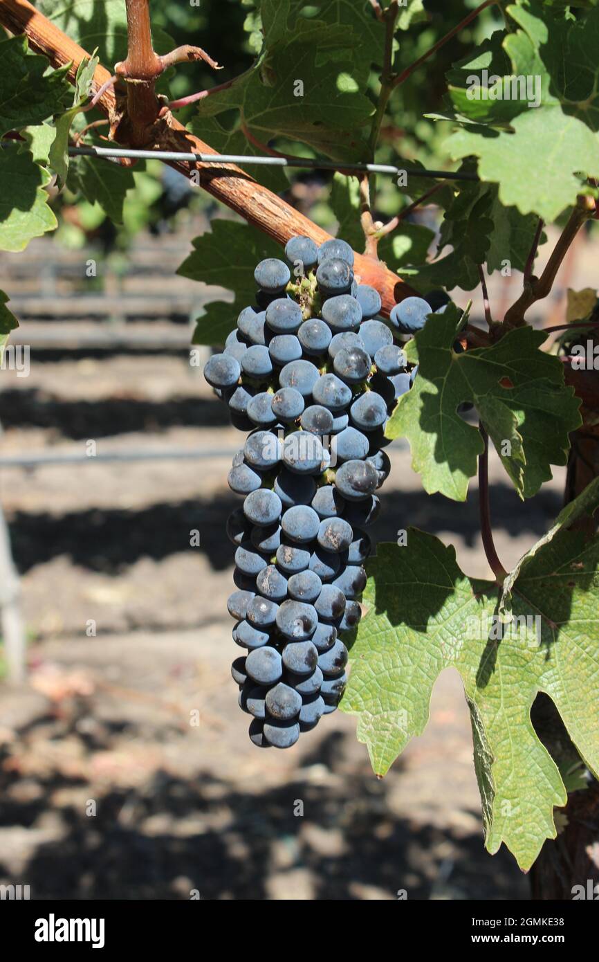 Cabernet-Rebsorten, Solano County Green Valley AVA, Kalifornien Stockfoto