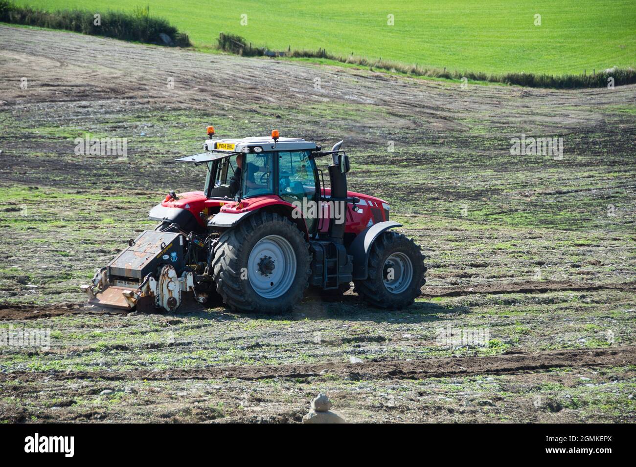 Massey Ferguson Traktor bereitet Feld für den Winter vor. Amerikanischer Hersteller von Landmaschinen. Stockfoto