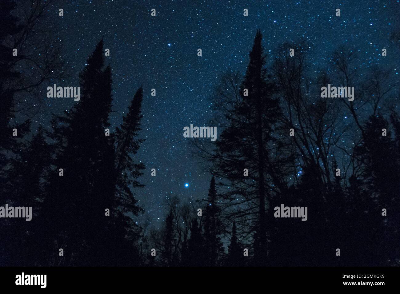Nord-Minnesota, Sternenhimmel, dunkler Himmel, Pinien in einer Winternacht Stockfoto