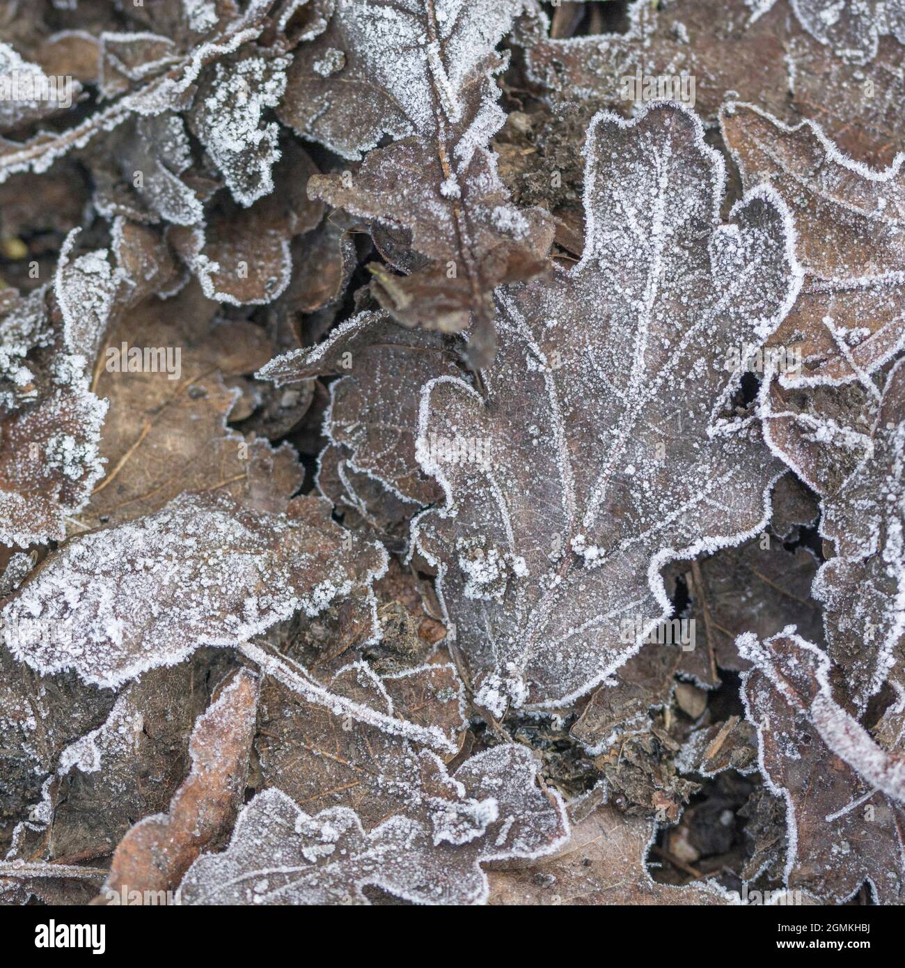 Frosted Eiche (und andere) Blätter im Winter. Bitter herbst Wetter. Frostigen Beziehungen Konzept, Frosty Blätter, Frost bedeckt. Stockfoto