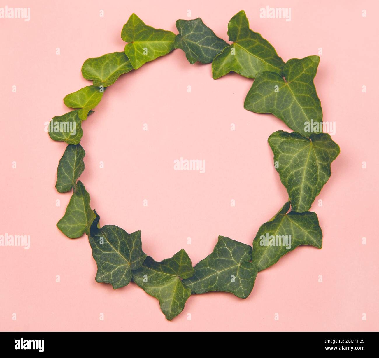 Grüne Blätter kreisen auf rosa pastellfarbenem Hintergrund Stockfoto