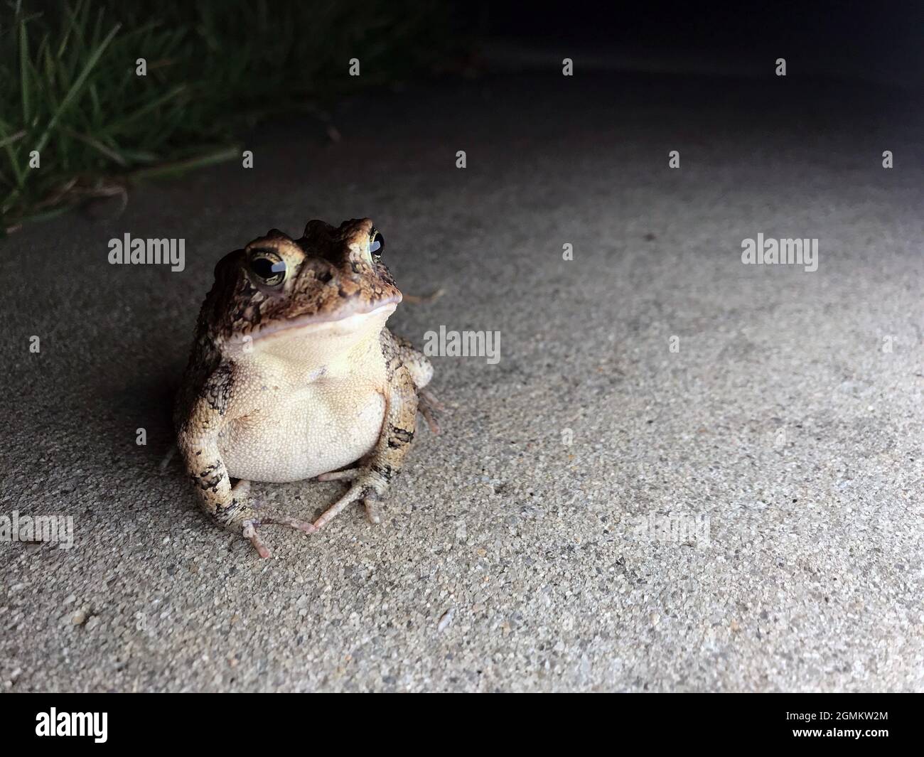 American Toad Bufo americanus bei Nacht Makro Stockfoto