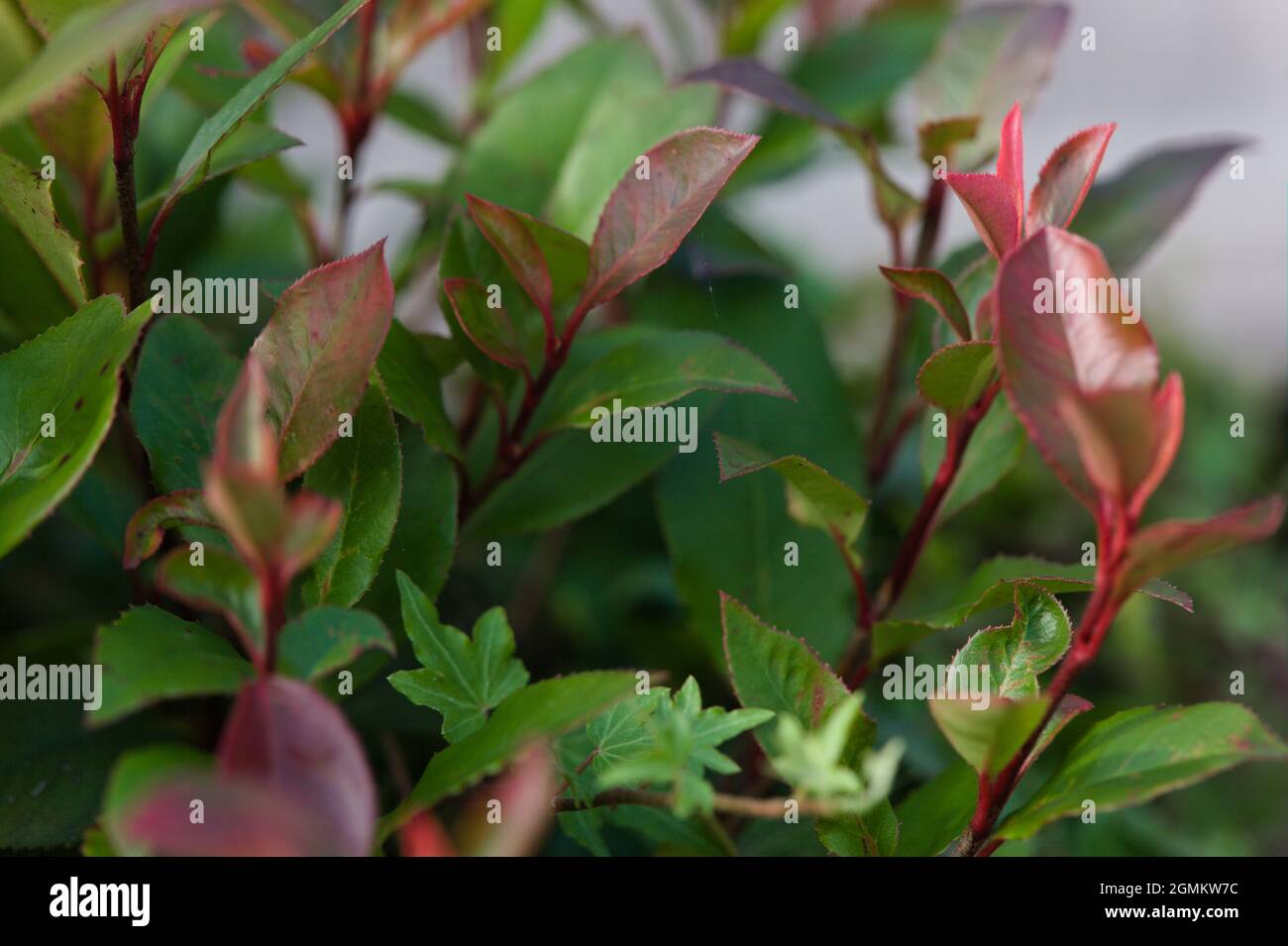 Christmas Berry Photinia x fraseri „Little Red Robin“ Stockfoto