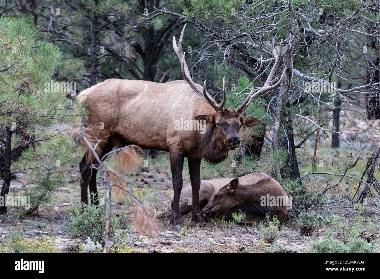 Rocky Mountain Elks (Cervus elaphus nelsoni), Rocky Mountain National Park. Weibchen auf dem Boden liegend; Männchen mit großem Geweih, das über ihr steht. Stockfoto