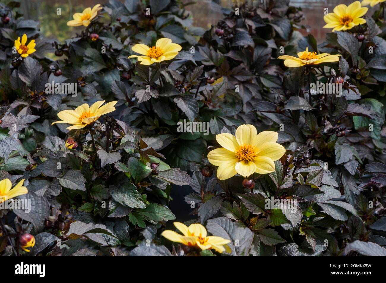 Dahlia Happy Days Gelb in Töpfen bereit für den Verkauf einer gelben einzigen blühenden buschigen Laubmehrjährige mit dunkelviolettem bis schwarzem Laub Stockfoto