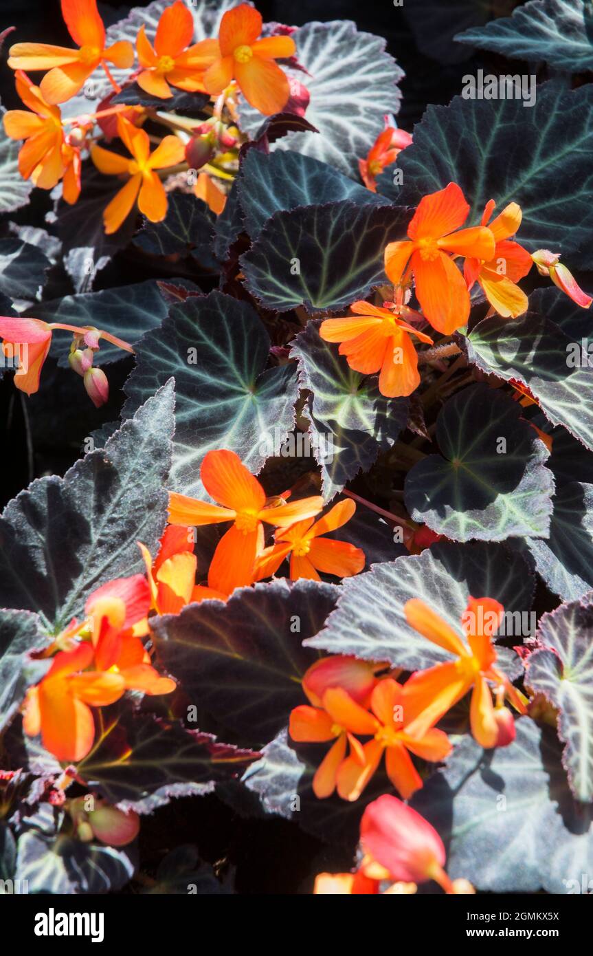Begonia boliviensis Glowing Embers ist eine halbwinterharte, ausdauernde, tuberöse Staude mit leuchtend orangefarbenen Blüten und einem violetten Bronzelaub Stockfoto Begonia boliviensis Glowing Embers ist eine halbwinterharte, ausdauernde, tuberöse Staude mit leuchtend orangefarbenen Blüten und einem violetten Bronzelaub Stockfoto