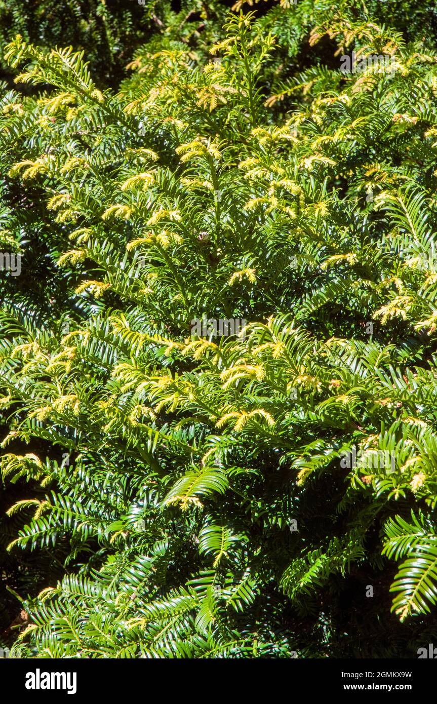 Taxus baccata Eibe mit hellgelbem Neuwachstum andere Namen sind Common Eibe und English Eibe ein lang lebender immergrüner Baum, der voll winterhart ist Stockfoto