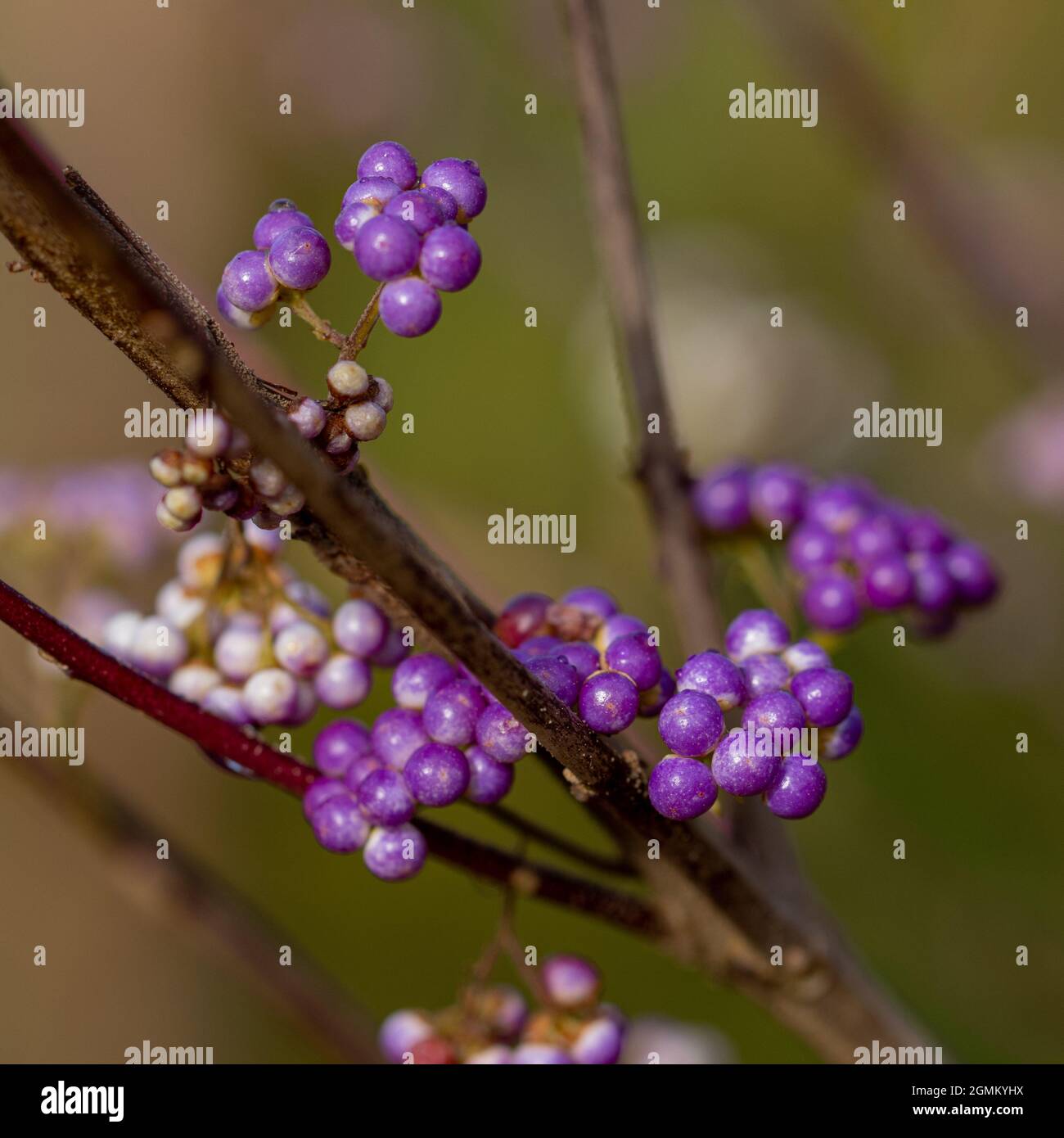 Nahaufnahme der Callicarpa dichotoma ISSAI Beeren im Herbst Stockfoto