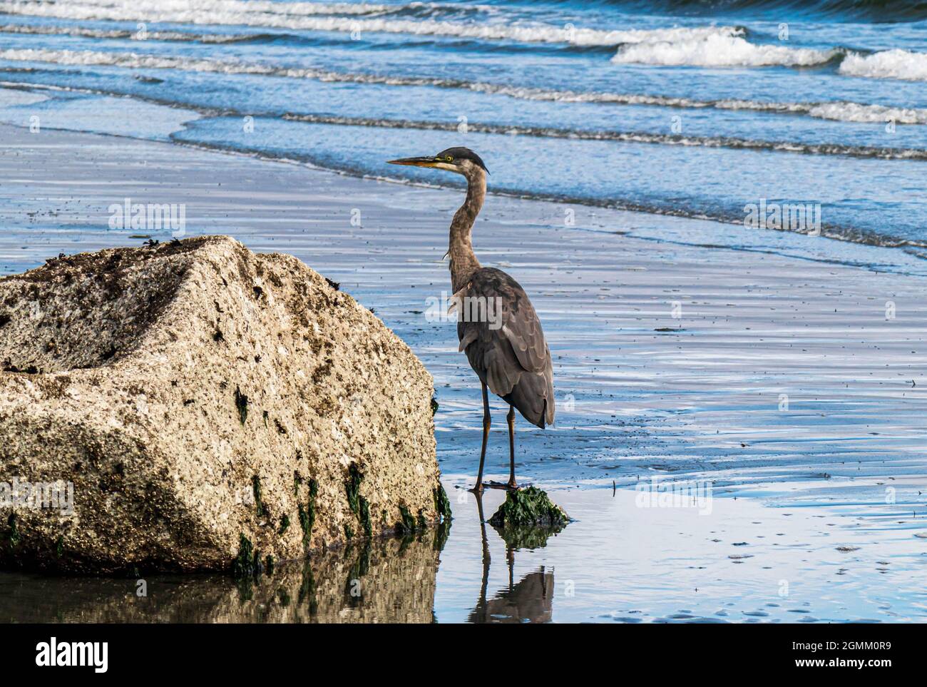 Ardea Herodias oder Great Blue Heron, der an einem Strand neben einem Granitfelsen steht. Plätschernder Wellengang, blaues Wasser, Reflexion am nassen Sandstrand. Stockfoto