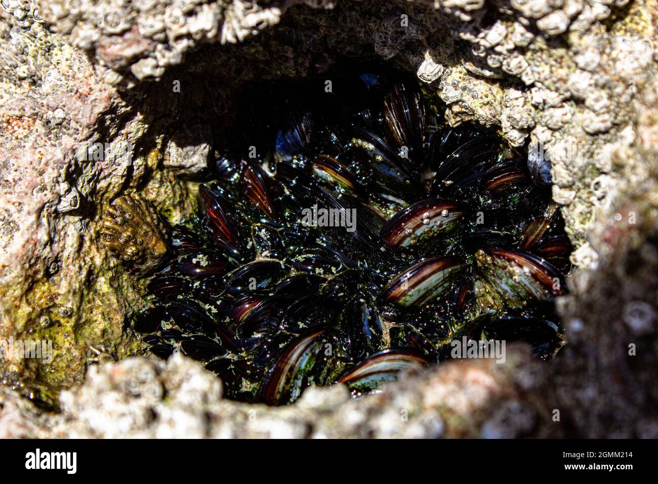 Mussel Rock Stockfoto